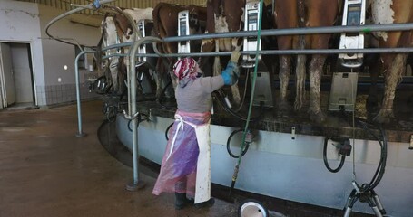 Female farm worker attending to 50 Ayrshire dairy cows being milked on a rotating milking machine. Livestock is a major contributor to climate change