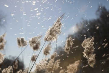 grass in the wind