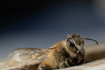 bee on the ground