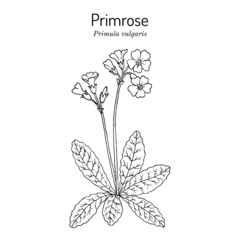 Primrose Primula vulgaris , medicinal and ornamental plant