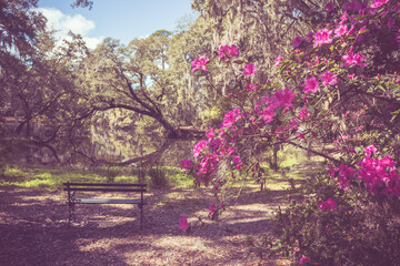 Soft toned vintage look outdoor springtime landscape with flowers blooming