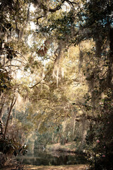 Springtime landscape with trees, Spanish moss and pond