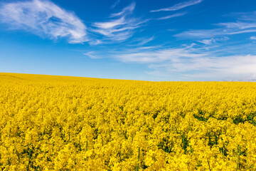 Bright yellow flowering oilseed rape (Brassica napus) field on a sunny day. Blue sky. Food plant....