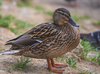 Beautiful wild duck close up.