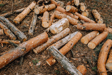 Logs sawn dry with a chainsaw, firewood from spruce lie on the ground in the forest.