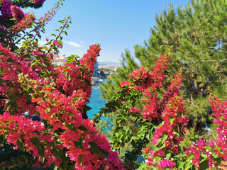 Fototapeta na wymiar Red bougainvillea flowers closeup against the background of the blue mediterranean sea in Turkey, Kusadasi. Summer background.