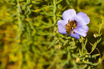 single, purple flax flower with honey bee