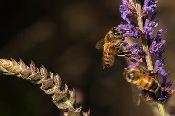 two honey bees on a lavender flower