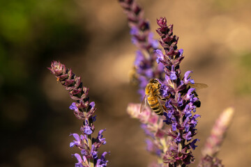 honey bees on a lavender flower