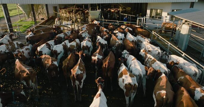 Close-up aerial view of Ayrshire dairy cows waiting to be milked on a large commercial dairy farm. Livestock responsible for greenhouse gas emissions, contributes towards climate change