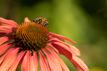Purple coneflower with honey bee, close up.