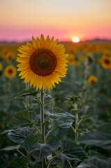 sunflower field at sunset in Ukraine © Andrii