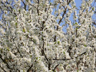 background of many small white flowers on the apple tree