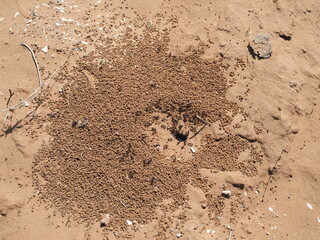 a small anthill on the sand in the desert of sand