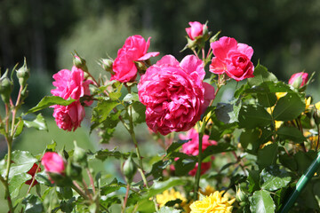 A white rose, red in the park, Large bushes of beautiful roses.