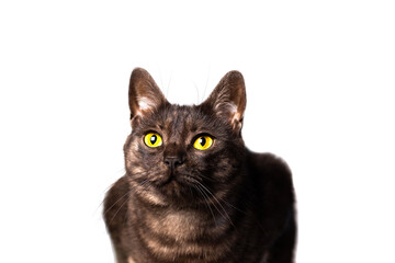 Isolated black cat with amber eyes on a white background