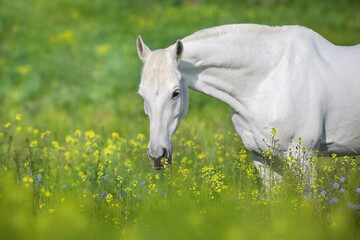 White horse in spring meadow