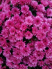 Obraz premium Chrysanthemum garden after autumn rain