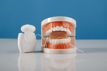 Model of a human jaw with dental floss on a blue background close-up. Oral hygiene concept