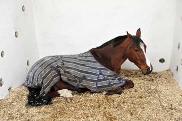 The sick horse covered with a blanket lying in the stable