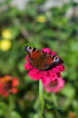 Aglais butterfly on a zinnia flower.