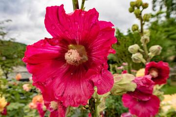 Fototapeta premium magnificent red hollyhocks with raindrops, close-up