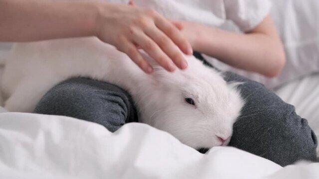 The child holds the rabbits in his arms and strokes. cute video. White charming hare breathes through his nose. Easter bunny close-up looking at the camera. Home pet. Love to the animals. Pet care.