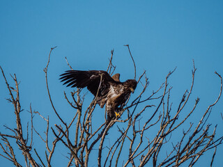 Immature bald eagle in a tree