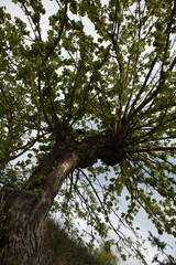 Fototapeta premium Tree - around Saint Maurice d'Ardeche - Ardeche - France