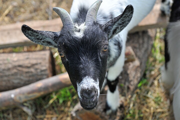 White goat with black spots in the aviary. Selective focus.
