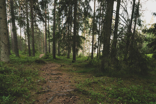 Coniferous trees in forest