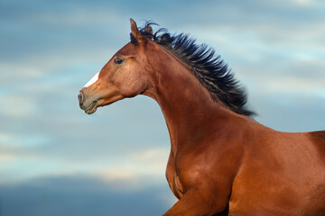Bay horse  with long mane close up portrait