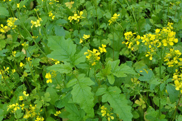 Mustard sprouts grown for organic green fertilizer