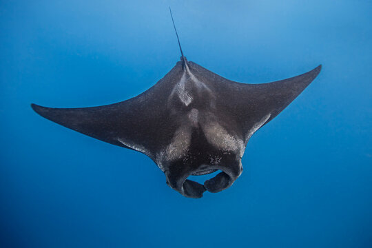 Mexico,&Ecirc;Isla&Ecirc;Mujeres, Manta ray swimming in sea