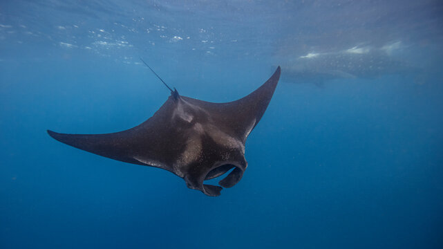 Mexico, Isla Mujeres, Manta ray swimming in sea