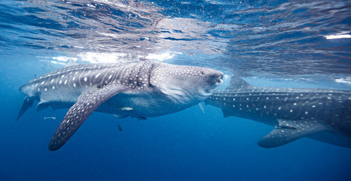 Mexico, Isla Mujeres, Whale sharks swimming in sea