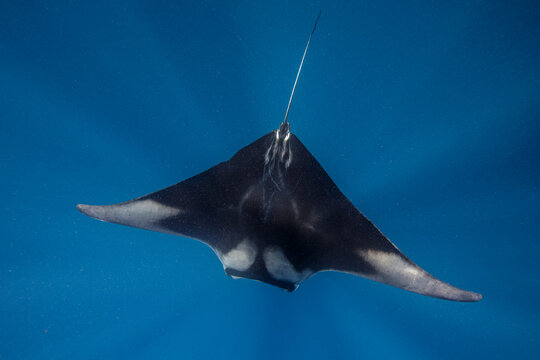 Mexico,&Ecirc;Isla&Ecirc;Mujeres, Manta ray swimming in sea