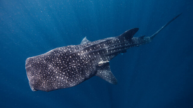 Mexico, Isla Mujeres, Whale shark swimming in sea