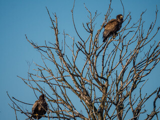 Two Immature bald eagle in a tree
