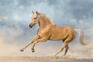 Obraz na płótnie Canvas Akhal teke horse free run