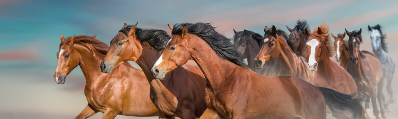 Horse herd run in desert
