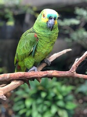 A natureza do Brasil.