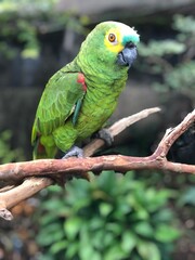 blue and yellow macaw