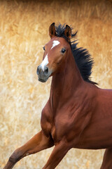 Horse close up portrait