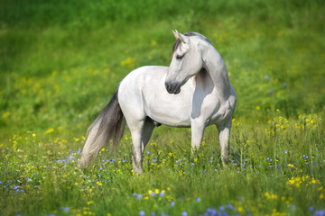 White horse in spring meadow - 497129792