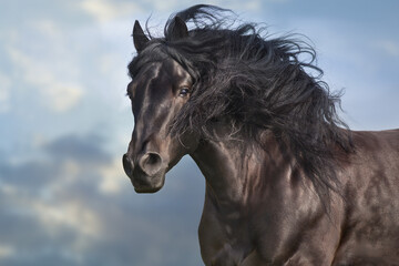 Black horse with long mane