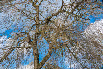 view through the treetop of a weeping Willow into the sky in the winter