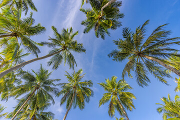 Palm trees with a clear blue sky. Exotic tropical nature pattern, foliage. Green trees under blue sky. Idyllic natural landscape background, beautiful botany ecology concept - Powered by Adobe