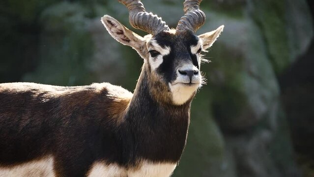 Blackbuck (Antilope cervicapra) in captivity, close-up