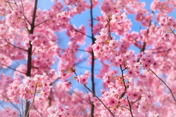 原宿の綺麗なピンク色の満開に咲いた桜